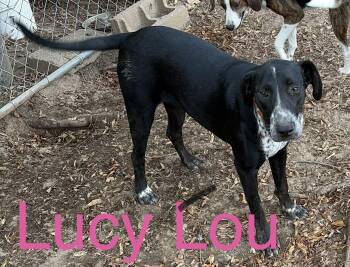 Lucy Lou -  Black Labrador Retriever and Mixed Breed Dog for Adoption in Zimmerman, Minnesota - Lucy Lou | PetCurious