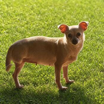 Lupita -  Chihuahua Dog for Adoption in Huntsville, Alabama - Lupita | PetCurious
