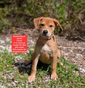 Buttered Biscuit -  Labrador Retriever Dog for Adoption in Oviedo, Florida - Buttered Biscuit | PetCurious