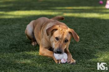 Rescue Carolina Dog and Yellow Labrador Retriever Dogs for Adoption - Daisy | PetCurious