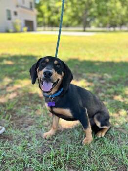 Hound and Labrador Retriever Dogs Available for Adoption in Aiken, South Carolina - Winslow | PetCurious