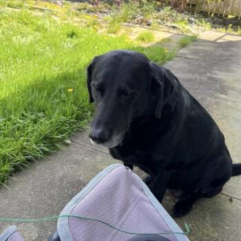Belle - Foster or Adopter -  Labrador Retriever Dog for Adoption in San Francisco, California - Belle - Foster Or Adopter | PetCurious