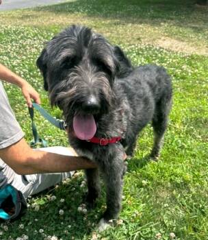 Rescue Labrador Retriever Dogs for Adoption in Elmsford, New York - Smokey | PetCurious