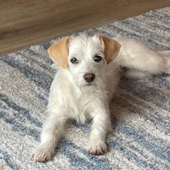 Mixed Breed and Dachshund Dogs Available for Adoption - Janet | PetCurious