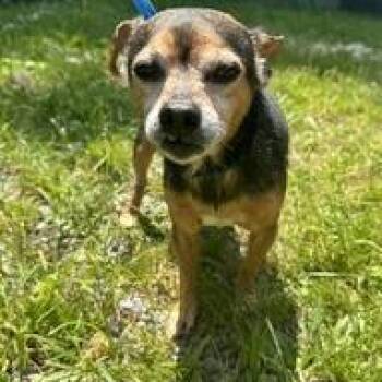 Salem -  Chihuahua and Mixed Breed Dog for Adoption - Salem | PetCurious