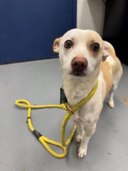 Chihuahua and Mixed Breed Dogs Available for Adoption in Peoria, Illinois - SEBASTIAN | PetCurious