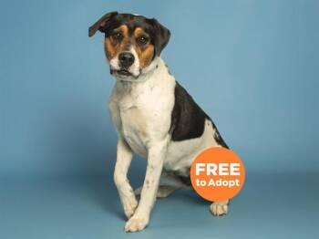 Australian Shepherd Dogs Available for Adoption in Phoenix, Arizona - SCHLEPPIE | PetCurious