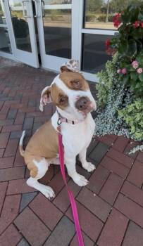 Buster Brown -  Pit Bull Terrier and Mixed Breed Dog for Adoption in Kansas City, Missouri - Buster Brown | PetCurious