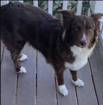 1185 Lady -  Australian Shepherd Dog for Adoption in Ringwood, Illinois - 1185 Lady | PetCurious