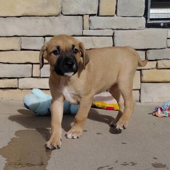 Australian Cattle Dog Blue Heeler and Mixed Breed Dogs Available for Adoption in Tulsa, Oklahoma - Jim | PetCurious