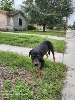 Rottweiler Dogs Available for Adoption in San Antonio, Texas - VAN DAME | PetCurious