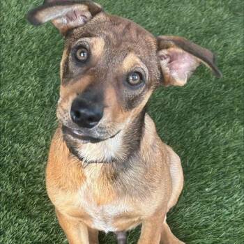 Bullet -  Rottweiler and Australian Cattle Dog Blue Heeler Dog for Adoption in Krum, Texas - Bullet | PetCurious