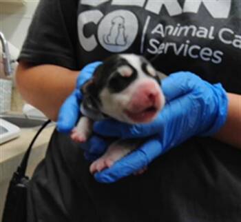 CHASTITY -  Siberian Husky and Mixed Breed Dog for Adoption in Albuquerque, New Mexico - CHASTITY | PetCurious