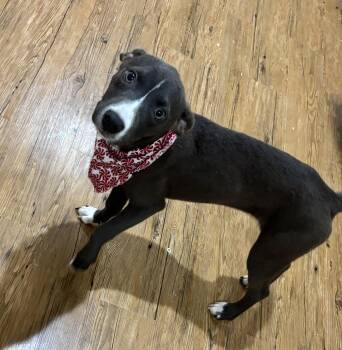 Rescue Terrier Dogs for Adoption in Pilot Point, Texas - Summer | PetCurious