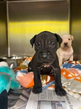 Mixed Breed Dogs Available for Adoption - Marie | PetCurious