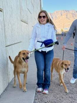 Border Terrier and Mixed Breed Dogs Available for Adoption in El Paso, Texas - Michele* | PetCurious