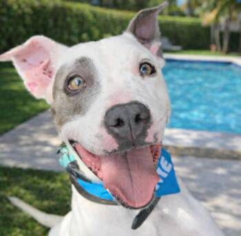 Staffordshire Bull Terrier Dogs Available for Adoption in Houston, Texas - Rocket Man | PetCurious