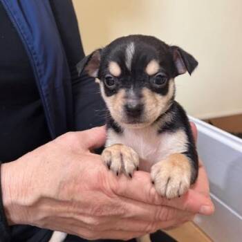 Border Terrier Dogs Available for Adoption - Puffer | PetCurious