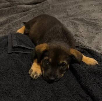 Liv -  Rottweiler and Mixed Breed Dog Available for Adoption in Polk, Ohio - Liv | PetCurious