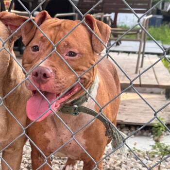 Diamond -  Pit Bull Terrier Dog for Adoption in Philadelphia, Pennsylvania - Diamond | PetCurious
