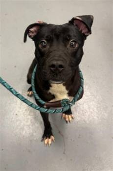 CINDERELLA -  Labrador Retriever and Mixed Breed Dog for Adoption in Peoria, Illinois - CINDERELLA | PetCurious