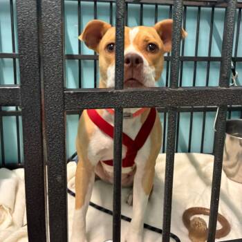 Monday -  Pit Bull Terrier Dog for Adoption in St. Louis, Missouri - Monday | PetCurious
