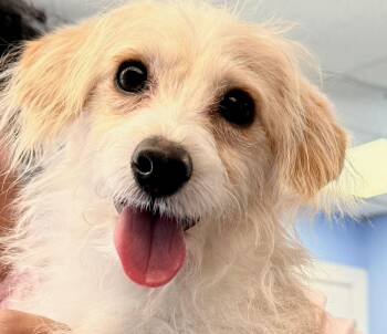 Terrier Dogs Available for Adoption - Kenny | PetCurious