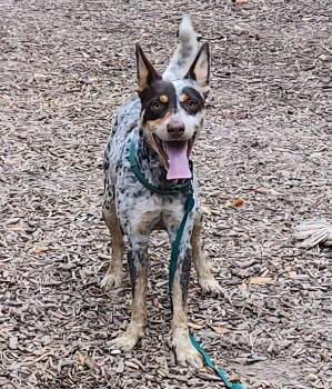 Ice Cream -  Australian Cattle Dog Blue Heeler Dog for Adoption in Paso Robles, California - Ice Cream | PetCurious