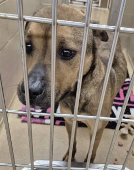 Rescue Shar Pei and Pit Bull Terrier Dogs for Adoption in Decatur, Illinois - TYLER | PetCurious