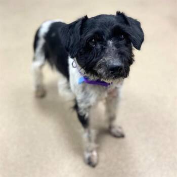Schnauzer and Mixed Breed Dogs Available for Adoption in Aurora, Colorado - BOEY | PetCurious