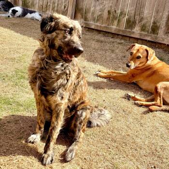 Oscar -  Akbash Dog for Adoption in Byhalia, Mississippi - Oscar | PetCurious