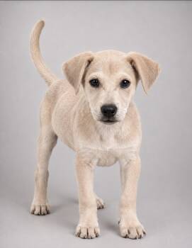 Corgi and Basset Hound Dogs Available for Adoption in Miami, Florida - Cover | PetCurious