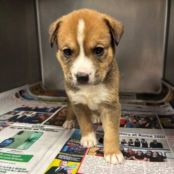 Shepherd Dogs Available for Adoption in San Antonio, Texas - Marlin | PetCurious
