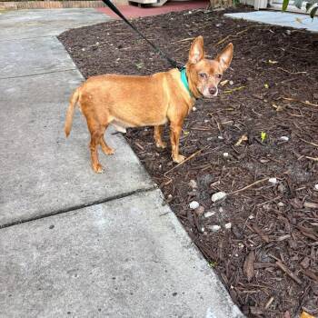 Chihuahua Dogs Available for Adoption in Fort Lauderdale, Florida - Chip | PetCurious