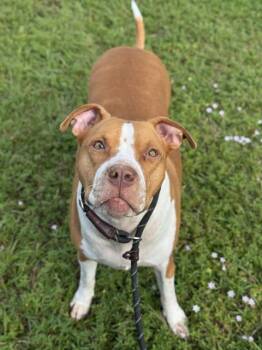 FENDI -  American Staffordshire Terrier Dog Available for Adoption in Fort Lauderdale, Florida - FENDI | PetCurious