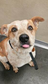 Baxter Bo -  Affenpinscher and Pit Bull Terrier Dog for Adoption in Green River, Wyoming - Baxter Bo | PetCurious