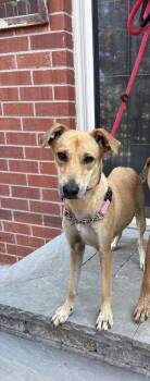 Sindy -  Mixed Breed Dog for Adoption in Uxbridge, Ontario - Sindy | PetCurious
