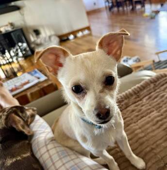 Louie -  Chihuahua Dog for Adoption in Cincinnati, Ohio - Louie | PetCurious