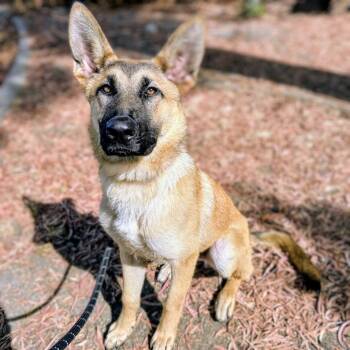 Copper -  German Shepherd Dog Dog for Adoption in Oakland, California - Copper | PetCurious