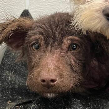 Mixed Breed Dogs Available for Adoption - Peachy | PetCurious