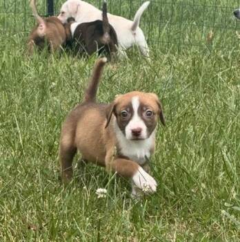 Baby Blaze -  Black Mouth Cur and Shepherd Dog for Adoption in Washington, District Of Columbia - Baby Blaze | PetCurious