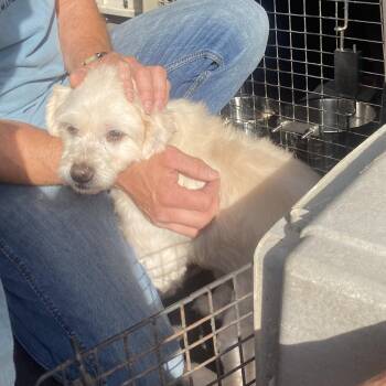 Yorkshire Terrier Dogs Available for Adoption in Danville, Vermont - Shaggy | PetCurious