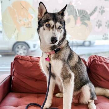 Husky Dogs Available for Adoption - Mama Mochi | PetCurious