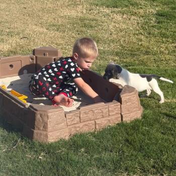 Pit Bull Terrier and Hound Dogs Available for Adoption in Blanch, North Carolina - Turtle (Raleigh, NC Foster Home) | PetCurious