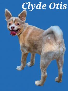 Clyde -  Chihuahua and Mixed Breed Dog for Adoption in Rutherfordton, North Carolina - Clyde | PetCurious