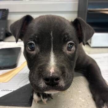 Zipper -  Mixed Breed Dog for Adoption in Horn Lake, Mississippi - Zipper | PetCurious