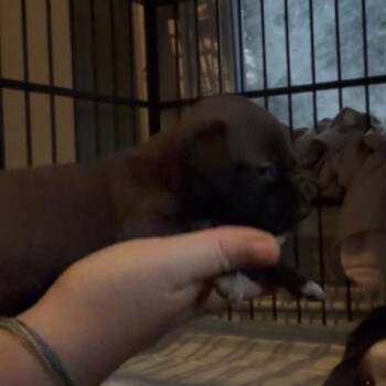 Wrigley -  Shih Tzu and Pit Bull Terrier Dog for Adoption in Pittsburg, Kansas - Wrigley | PetCurious