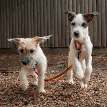 Wishbone -  Mixed Breed Dog for Adoption in Philadelphia, Pennsylvania - Wishbone | PetCurious