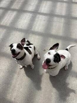 Daisy & Jackie Bonded Pair -  Pit Bull Terrier and Mixed Breed Dog for Adoption in East Brookfield, Massachusetts - Daisy & Jackie Bonded Pair | PetCurious