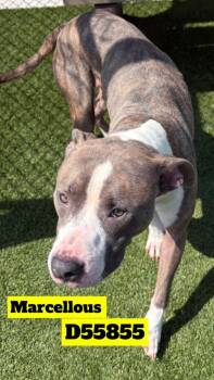 Marcellous -  Pit Bull Terrier Dog for Adoption in Clarksville, Tennessee - Marcellous | PetCurious